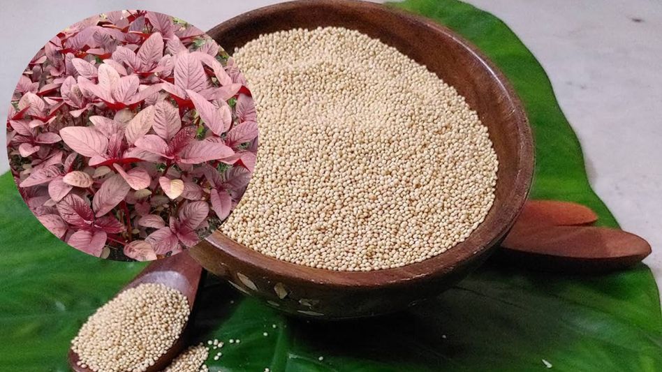 How to grow chaulai at home How to grow chaulai at home