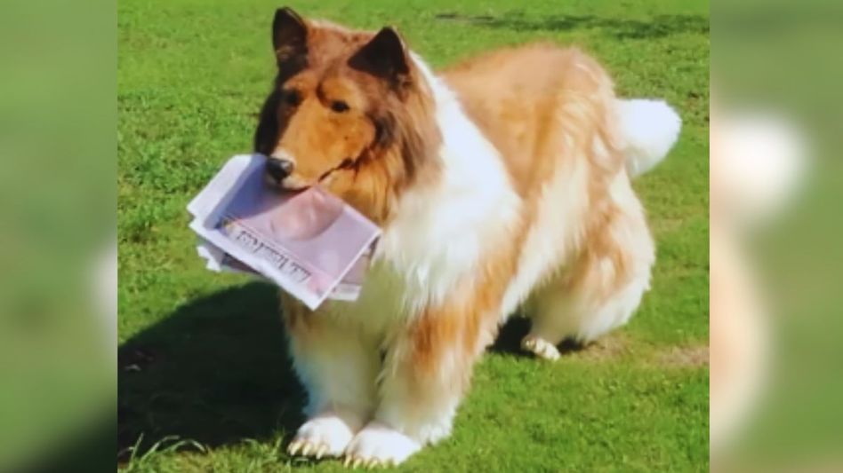 Toco wearing dog costume (Photo: Instagram/@toco.ev) Toco wearing dog costume (Photo: Instagram/@toco.ev)