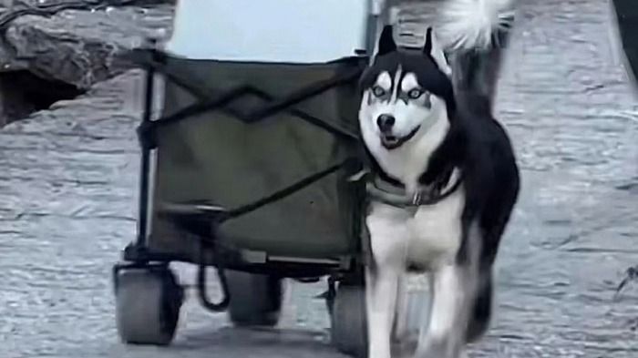 Hakimi the Husky has become a tourist attraction for his “work”. (Photo: Weibo/chinapress) Hakimi the Husky has become a tourist attraction for his “work”. (Photo: Weibo/chinapress)