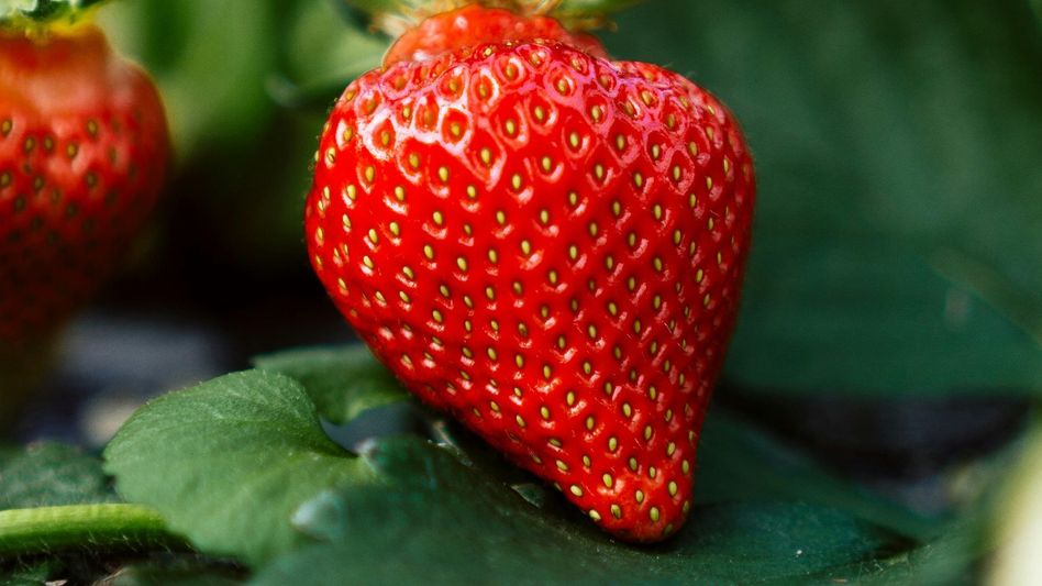 strawberry strawberry