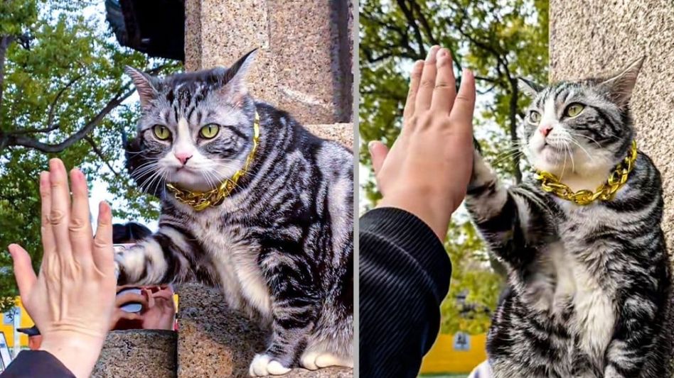 high five cat  high five cat