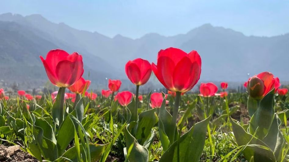 Tulip Garden (File Photo: PTI) Tulip Garden (File Photo: PTI)