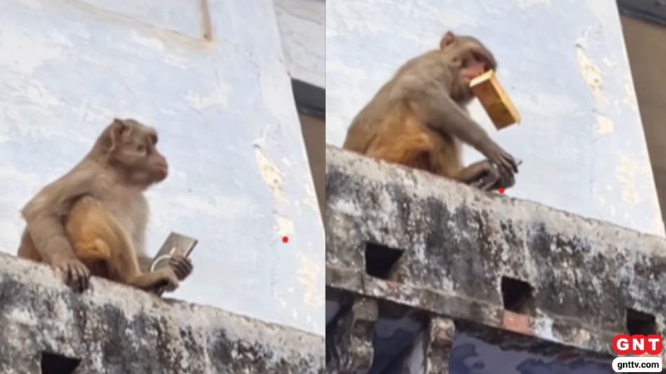 Monkey Return Mobile for Mango Juice (Photo Credit: Instagram) Monkey Return Mobile for Mango Juice (Photo Credit: Instagram)