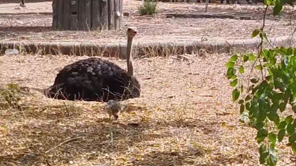 ostrich ostrich