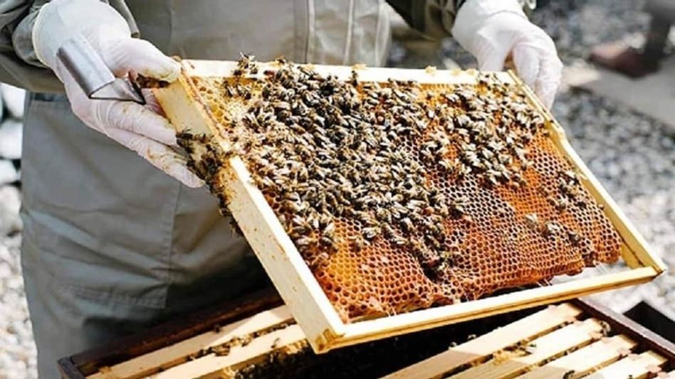 Beekeeping in Litchi Garden Beekeeping in Litchi Garden