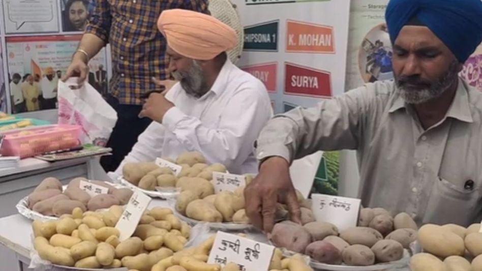 Mega Vegetable Expo Mega Vegetable Expo