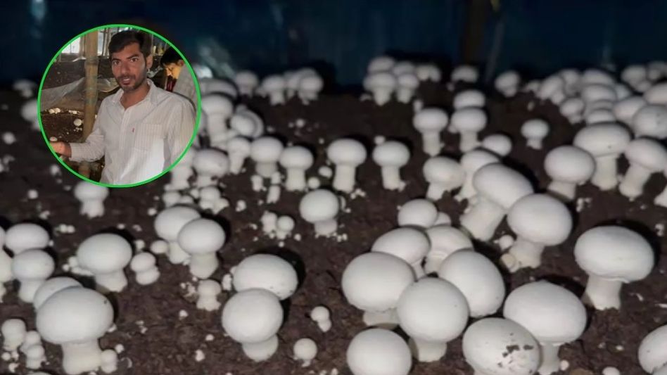 Mushroom Farming Mushroom Farming