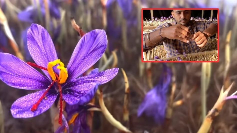 केसर की खेती केसर की खेती