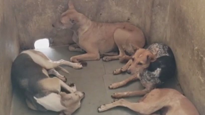 आवारा कुत्तों के हमलों के कारण इंदौर प्रशासन ने यह एक्शन लिया है.