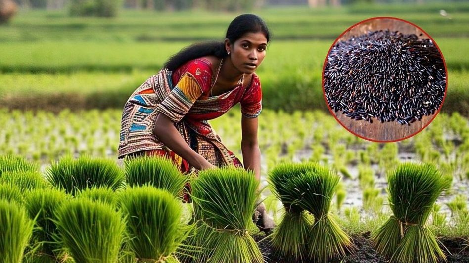 Black Rice Farming Black Rice Farming
