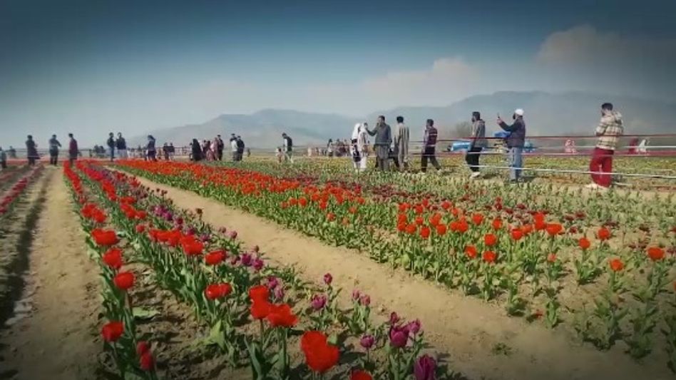 Tulip Garden Kokernag Tulip Garden Kokernag