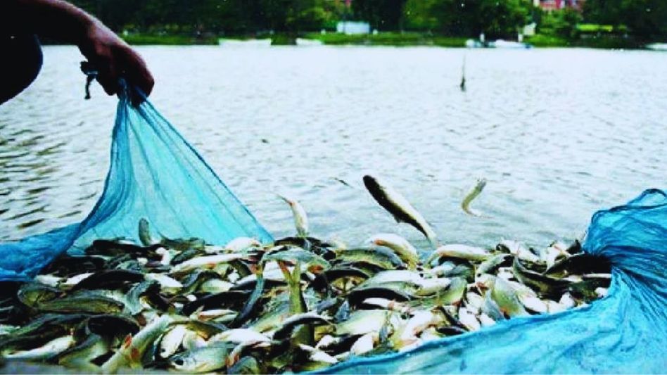 fish farming fish farming