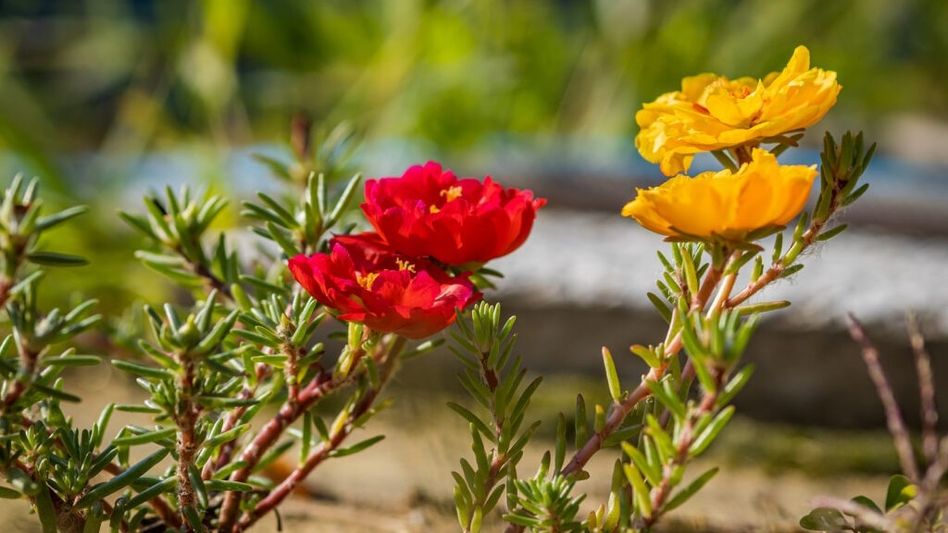 Portulaca Portulaca