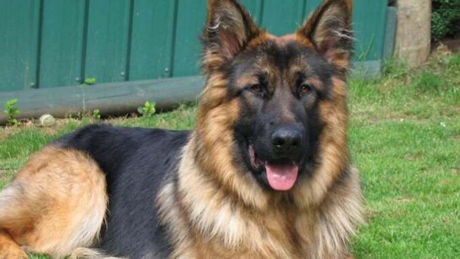 German Shepherd German Shepherd