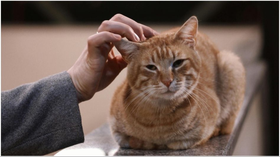 cats cats