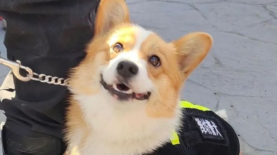 corgi police dog corgi police dog