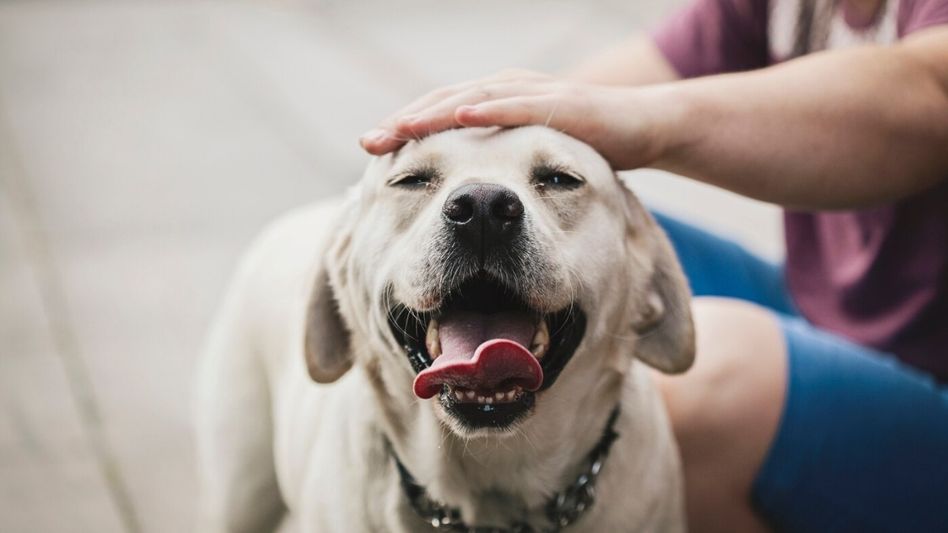 Dog emotion detection Dog emotion detection