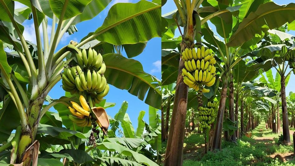 Banana Farming Banana Farming