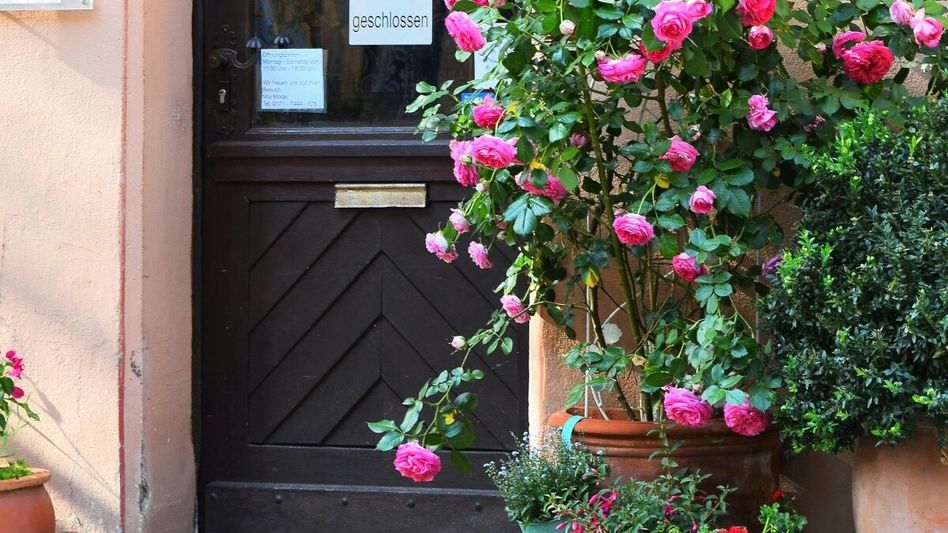 Rose Care Tips Rose Care Tips