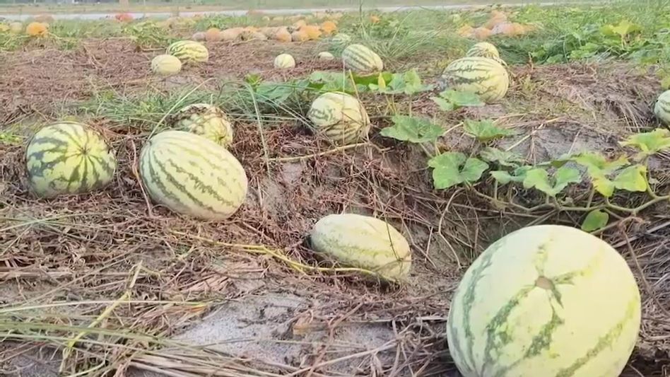 कई एकड़ में तरबूज और लौकी की खेती कई एकड़ में तरबूज और लौकी की खेती