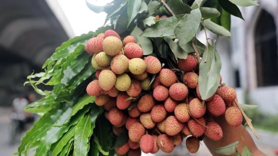 लीची को ज्यादा दिन तक ताजा रख सकेंगे लीची को ज्यादा दिन तक ताजा रख सकेंगे