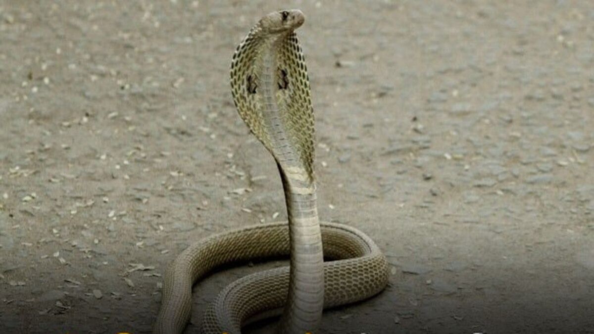 snake bite scam snake bite scam