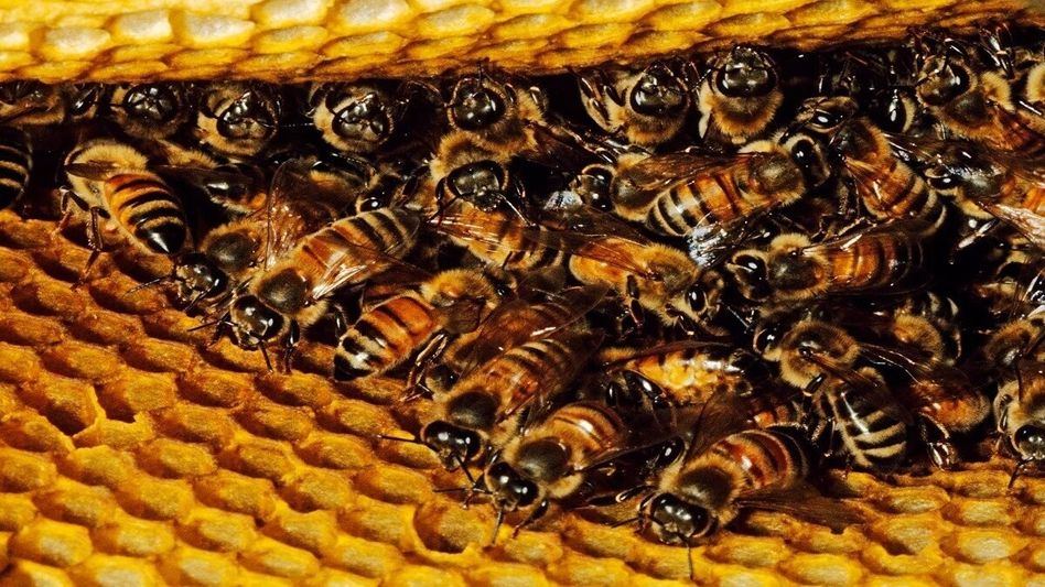 Bee Keeping Policy Bee Keeping Policy