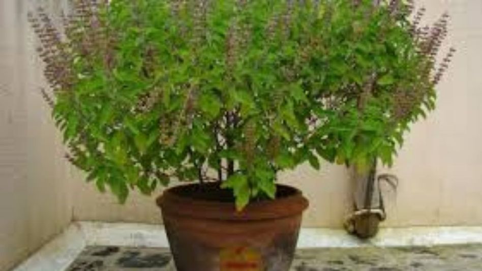 Tulsi Puja Vidhi Tulsi Puja Vidhi