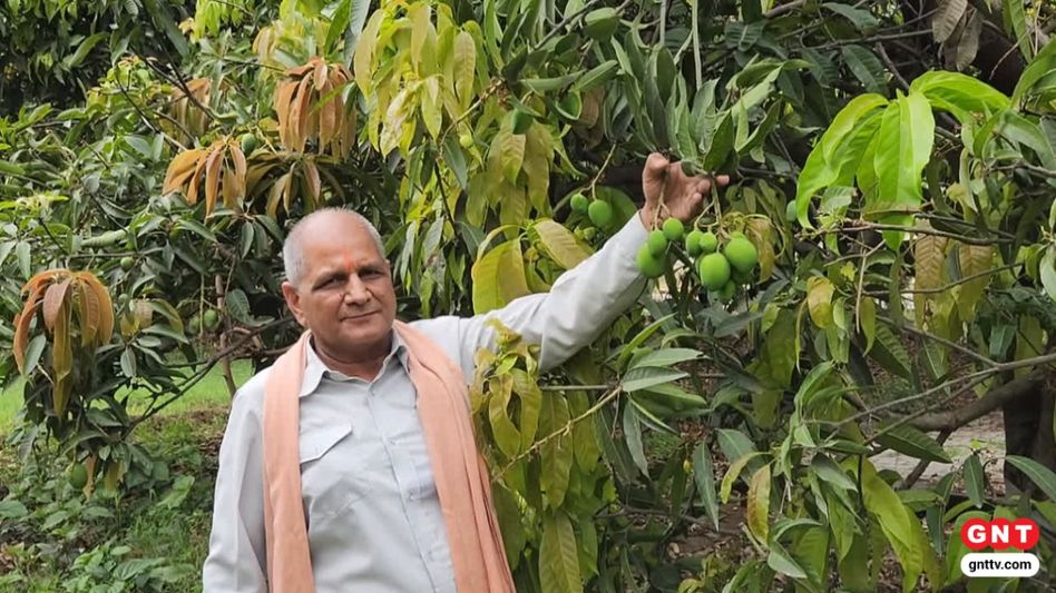 यह पेड़ उत्तर प्रदेश के सहारनपुर में मौजूद है. यह पेड़ उत्तर प्रदेश के सहारनपुर में मौजूद है.