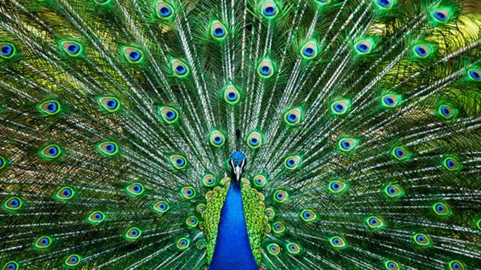 Peacock Feather Peacock Feather