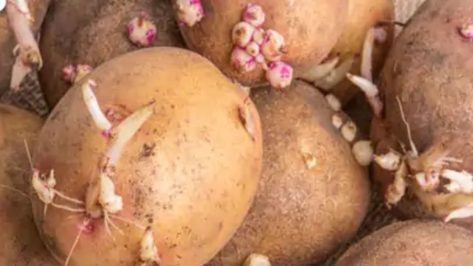 Disadvantages of Eating Sprouted Potatoes Disadvantages of Eating Sprouted Potatoes