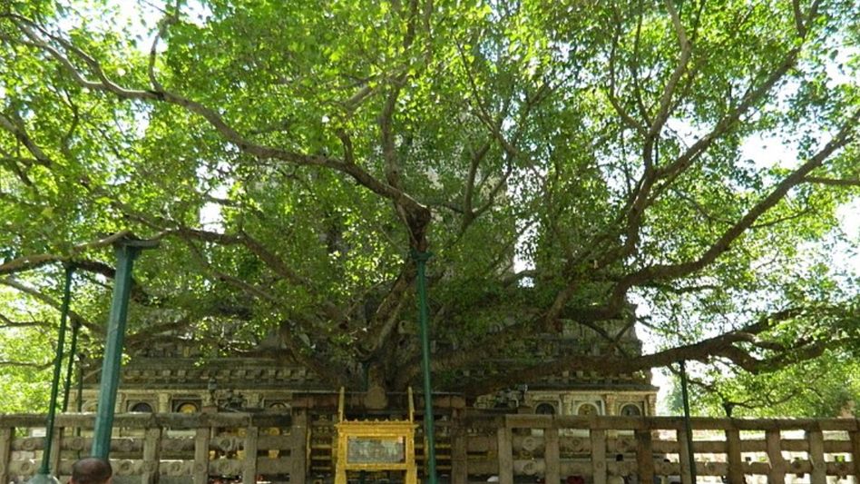 Bodhi Tree (Photo: Wikipedia) Bodhi Tree (Photo: Wikipedia)