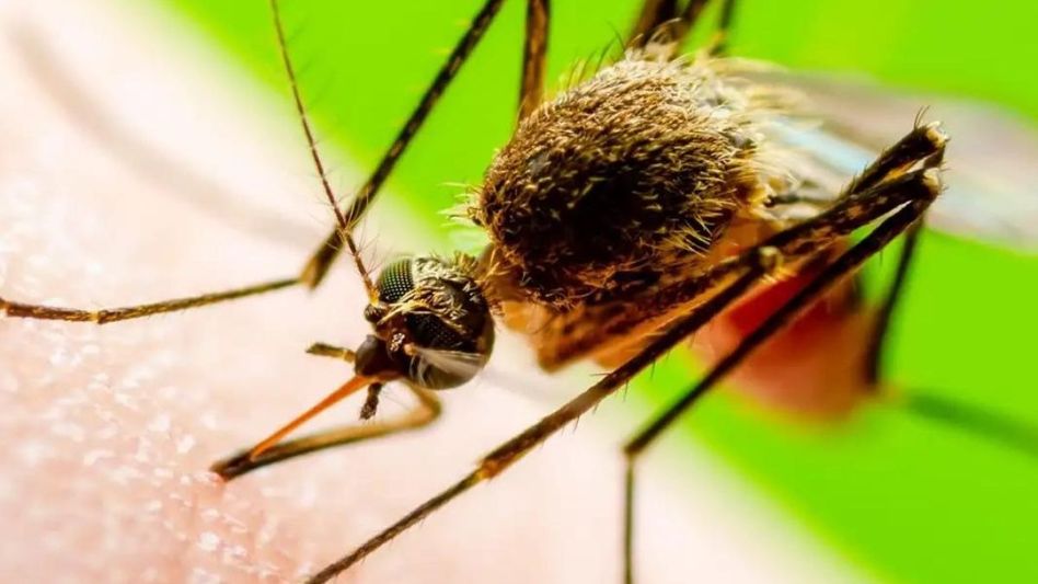 Japanese encephalitis testing Japanese encephalitis testing