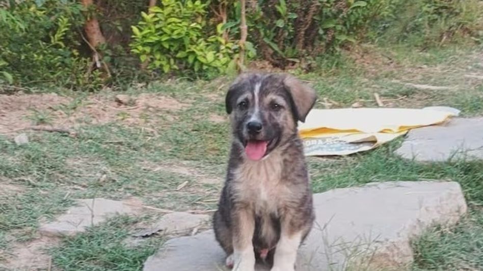 The five-month-old Rocky who saved lives The five-month-old Rocky who saved lives