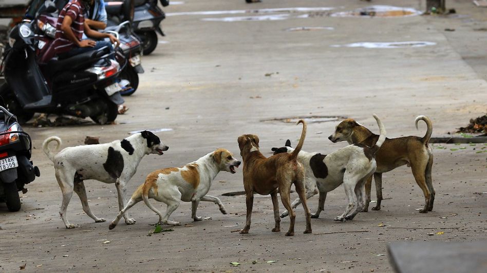 Unique initiative for dogs in Bangalore Unique initiative for dogs in Bangalore