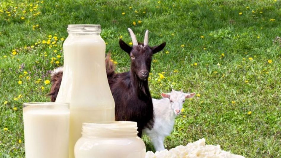 Best Milk in diabetes Best Milk in diabetes