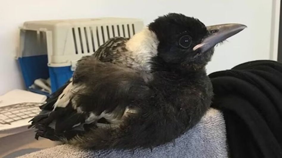 bird saves woman bird saves woman
