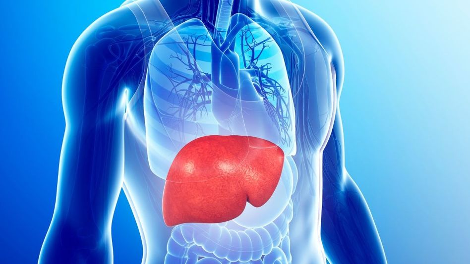Stomach and Liver Health Stomach and Liver Health