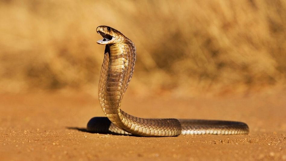 Death from drinking snake venom Death from drinking snake venom