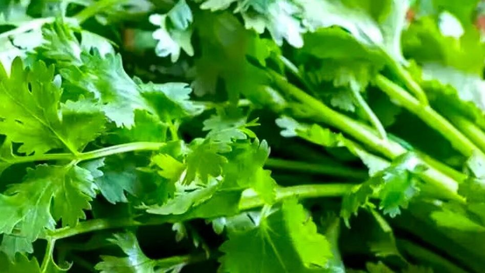 How to grow coriander How to grow coriander