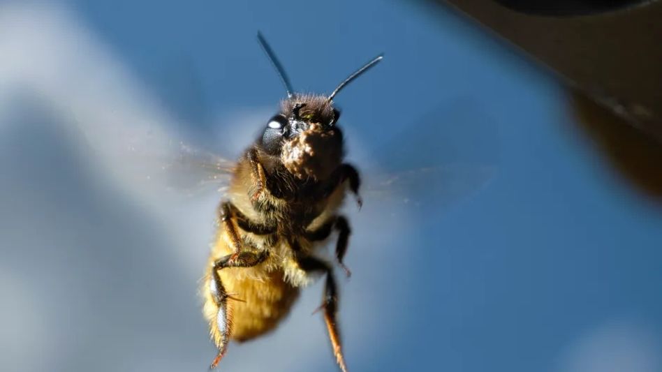Mind-controlled insects Mind-controlled insects