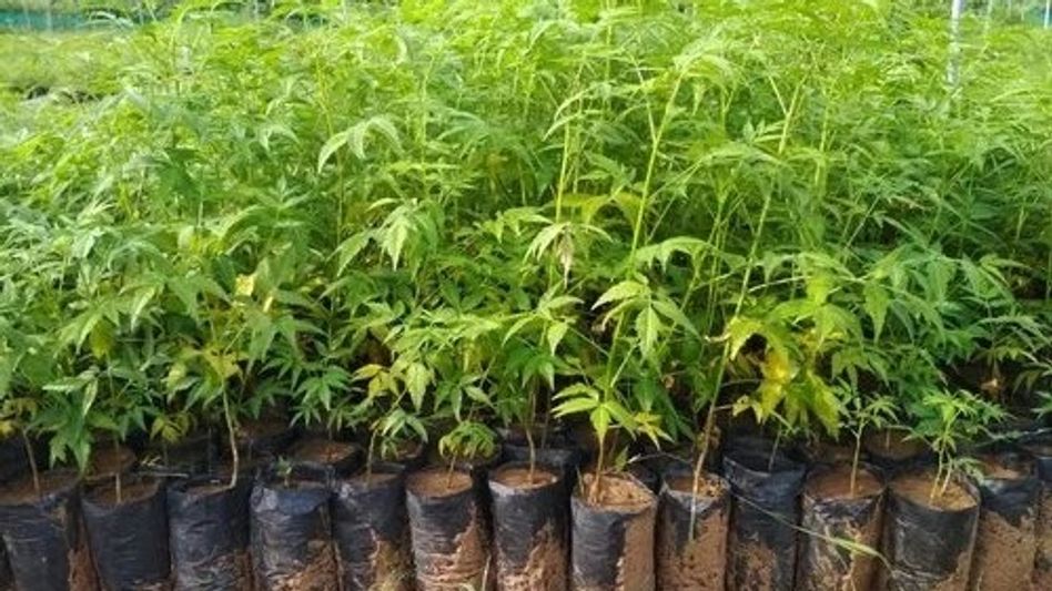 Malabar Neem Malabar Neem