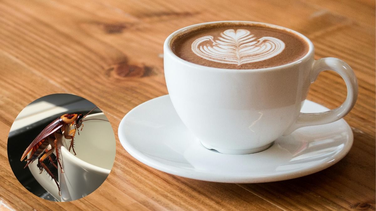 Are Crushed Cockroaches In Coffee: