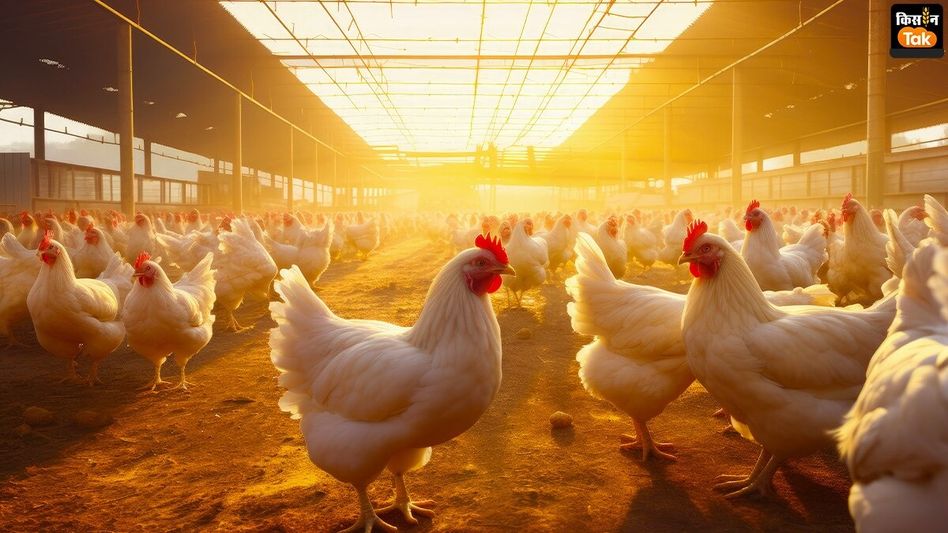 Chicken Breed named Narmada in Madhya Pradesh Chicken Breed named Narmada in Madhya Pradesh