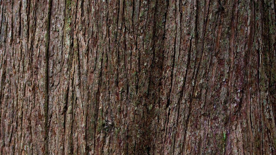 Most expensive wood Most expensive wood
