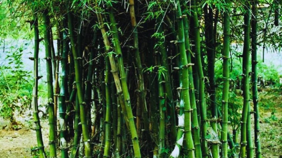 Bamboo Forest Bamboo Forest