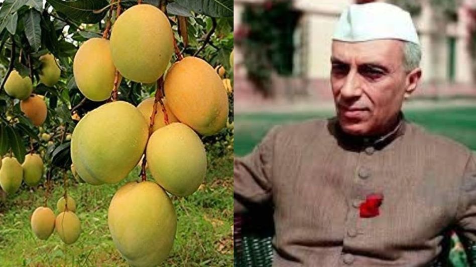 Pandit Nehru had Gifted Mango Plants to China (File Photo) Pandit Nehru had Gifted Mango Plants to China (File Photo)