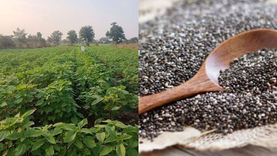 Chia Seeds Chia Seeds