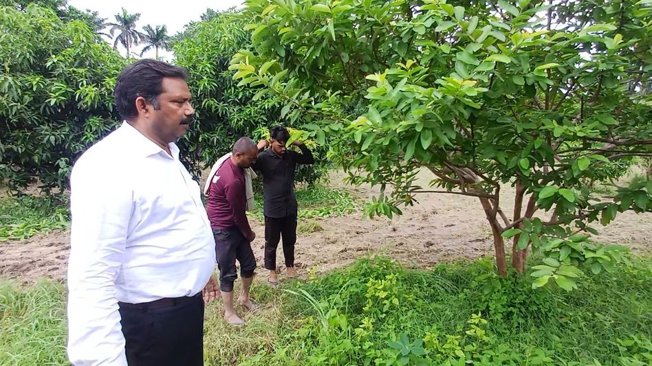 Guava crop in Uttar Pradesh Guava crop in Uttar Pradesh