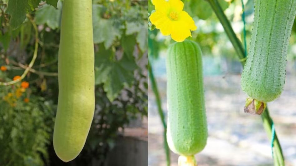 Bottle Gourd and Ridge Gourd Bottle Gourd and Ridge Gourd